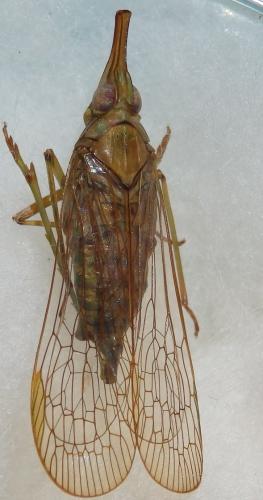 Toropa sp.